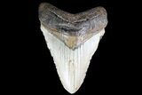 Bargain, Megalodon Tooth - North Carolina #83970-1